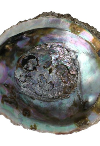 Alchemia Abalone schelpen (1 Stuks)
