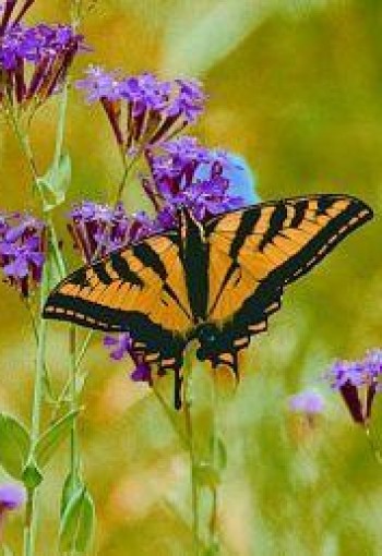 Animal Essences Butterfly (vlinder) (30 Milliliter)