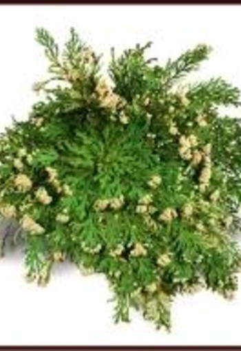 Ruben Robijn Roos van Jericho (1 Stuks)