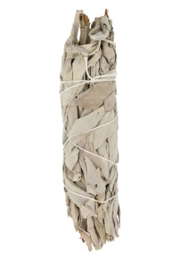 Ruben Robijn Saliebosje 12 cm (1 Stuks)