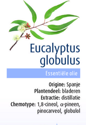 Physalis Eucalyptus globulus bio (10 Milliliter)