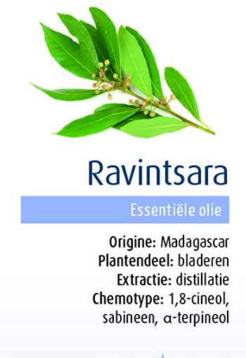 Physalis Ravintsara bio (10 Milliliter)